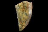 Serrated, Raptor Tooth - Morocco #74404-1